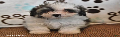 Skye