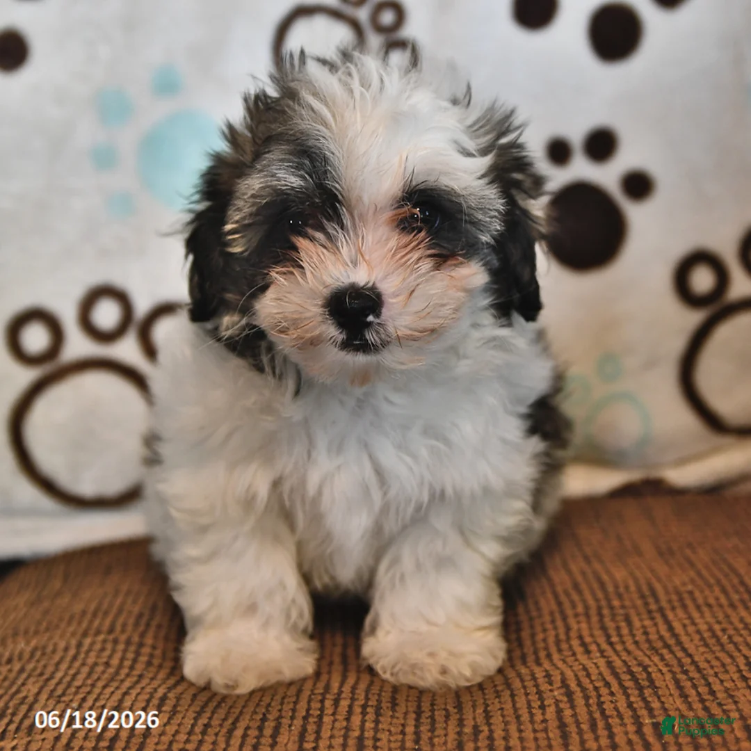 Shihpoo dogs for sale: Skye - Ad 1