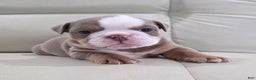 English Bulldog dogs for sale: Anna - Ad 3