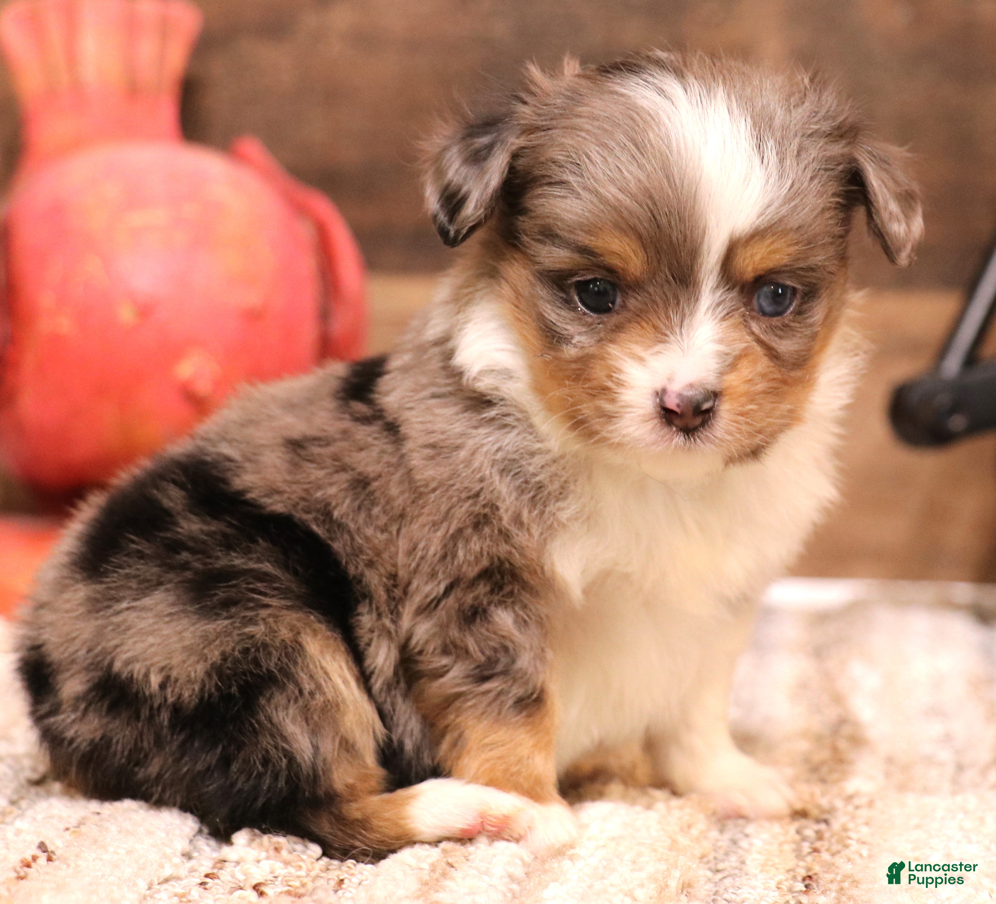 Toy Australian Shepherd dogs Rory  - Ad 12