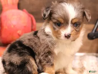 Toy Australian Shepherd dogs Rory - Ad 12