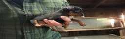 Miniature Pinscher dogs for sale: Penny - Ad 4