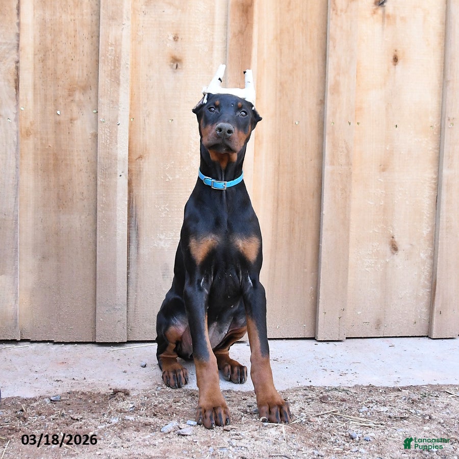 Doberman Pinscher dogs Roxie - Ad 2