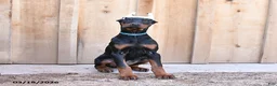 Doberman Pinscher dogs for sale: Roxie - Ad 2