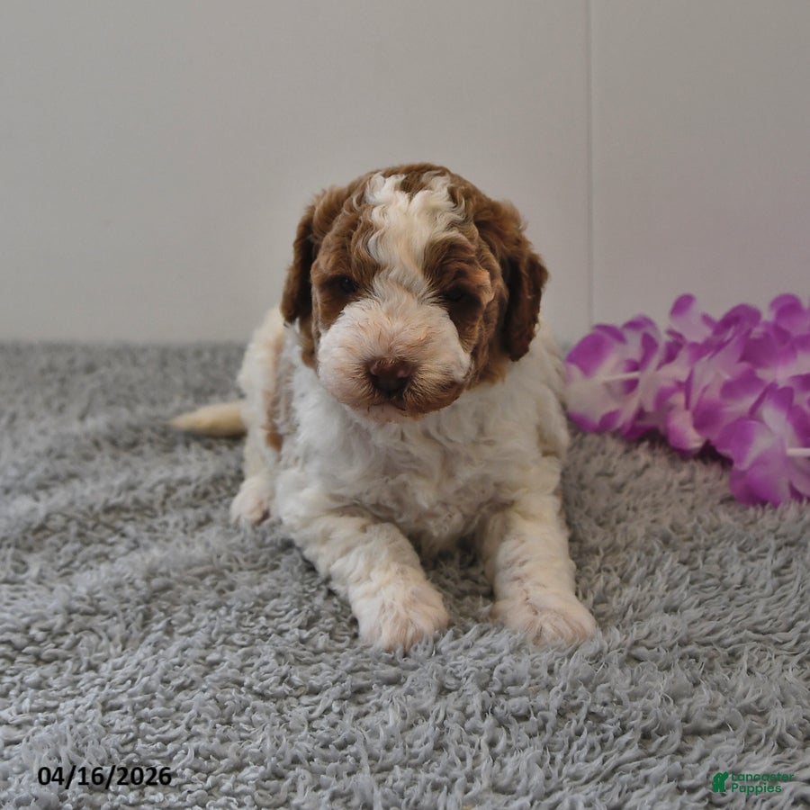 Mini Goldendoodle dogs Sassy - Ad 1