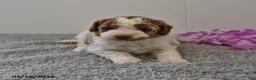 Mini Goldendoodle dogs for sale: Sassy - Ad 7