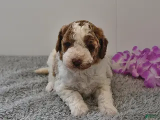 Mini Goldendoodle dogs for sale: Sassy - Ad 2