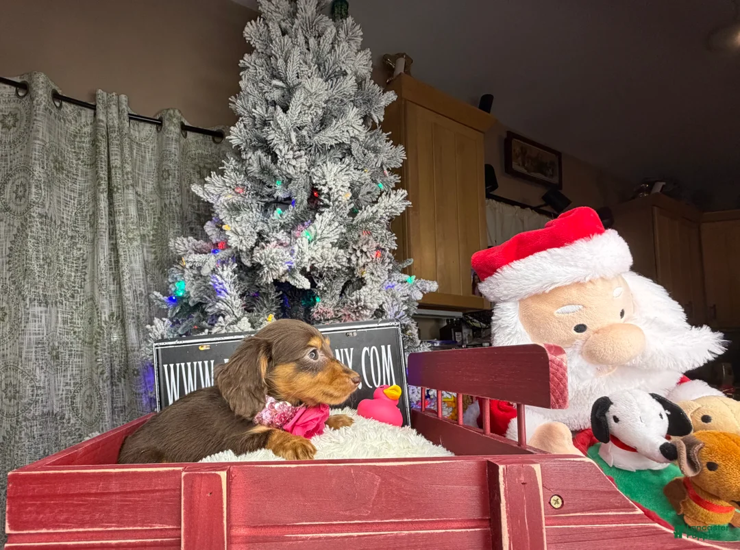 Miniature Dachshund dogs for sale: AKC Russian pra clear - Ad 14