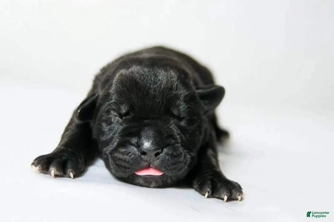 Cane Corso dogs for sale: Titan Bones Osbidan Blade - Ad 3