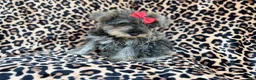 Miniature Schnauzer dogs for sale: Pixie - Ad 9