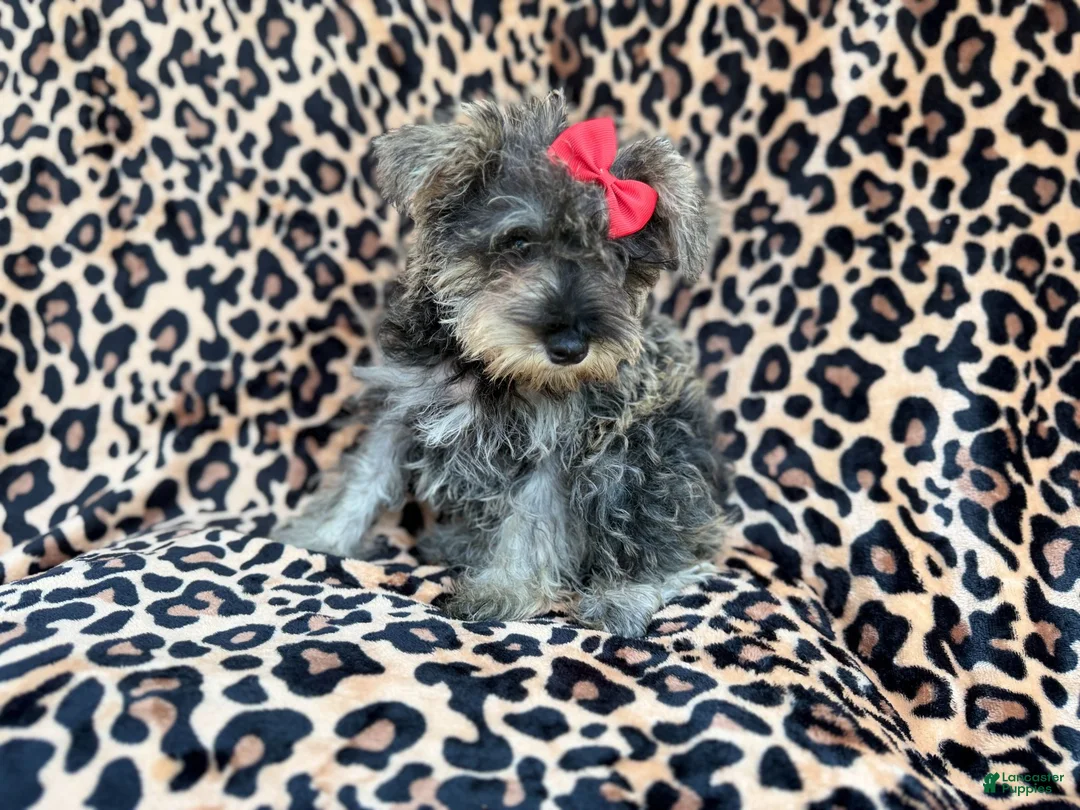 Miniature Schnauzer dogs for sale: Pixie - Ad 9