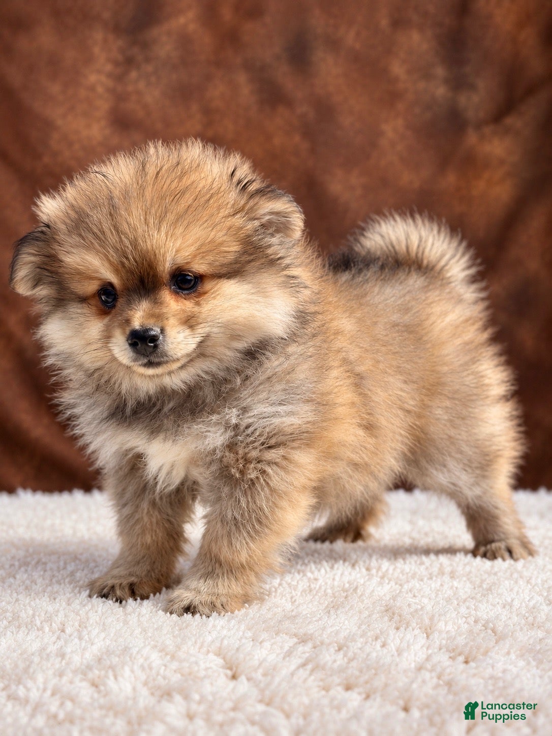 Pomeranian dogs Boy Bandit - Ad 1