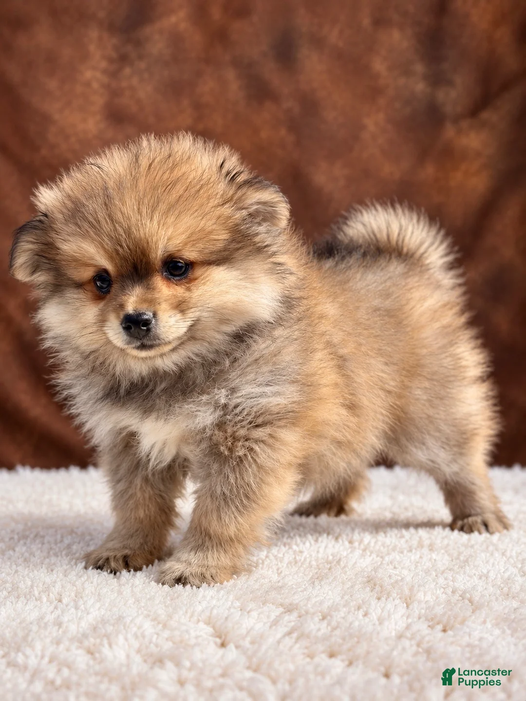 Pomeranian dogs for sale: Boy Bandit - Ad 1