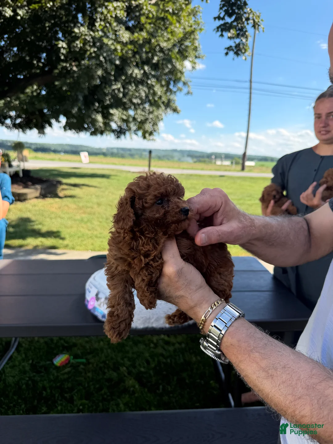 Toy Poodle dogs for sale: Toy Poodle 3 - Ad 2