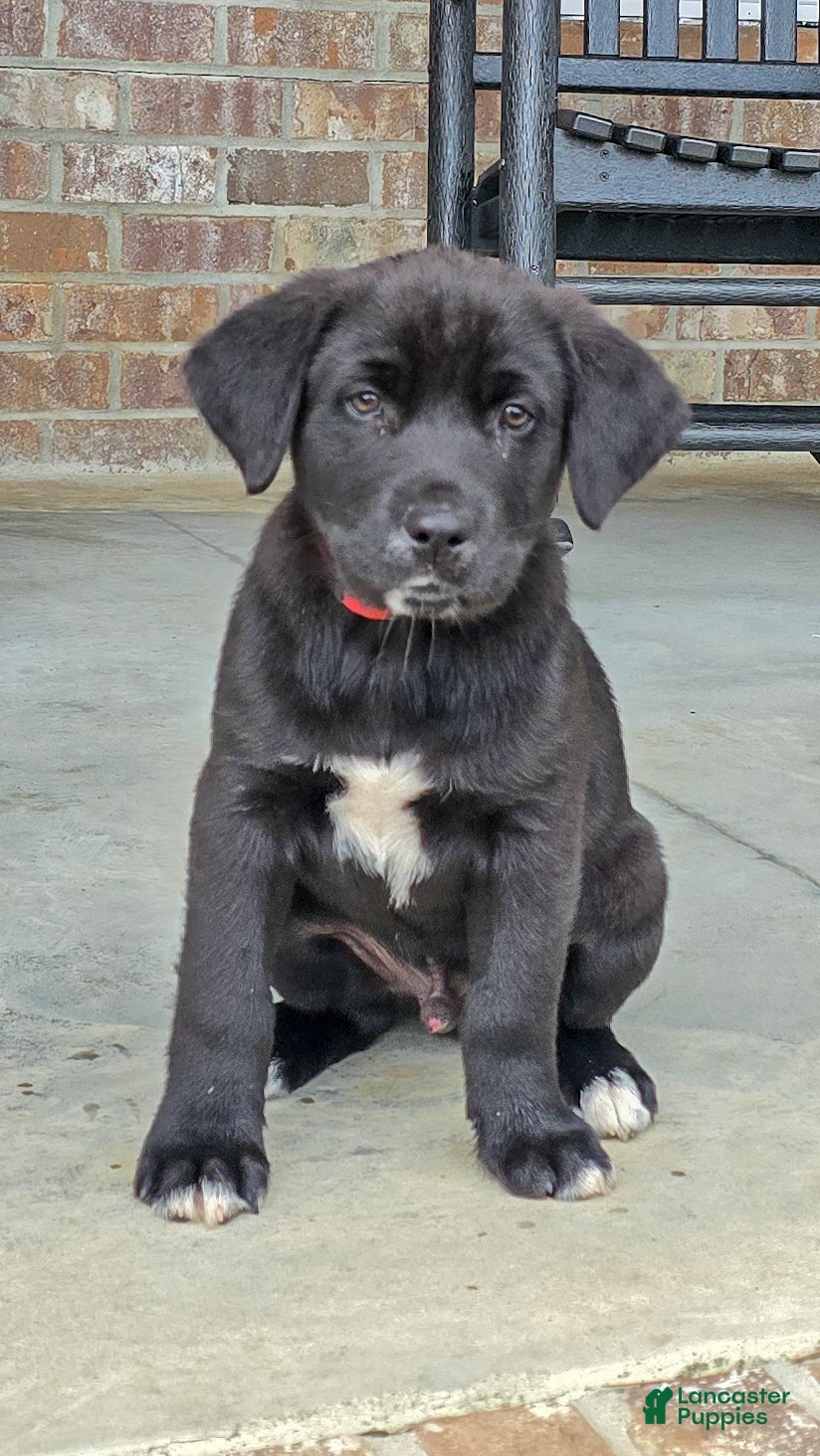 Mixed Breed dogs Jeff - Puppy 3 - Ad 1