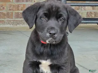 Mixed Breed dogs Jeff - Puppy 3 - Ad 1