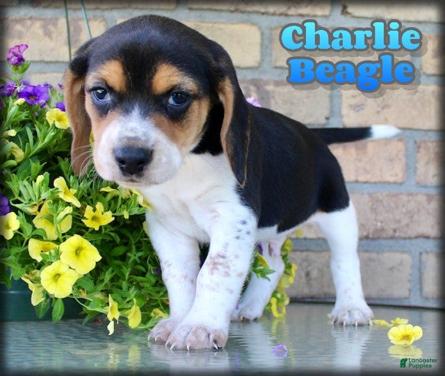 Beagle dogs for sale: Charlie - Ad 1
