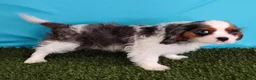 Cavalier King Charles Spaniel dogs for sale: Paxton - Ad 3
