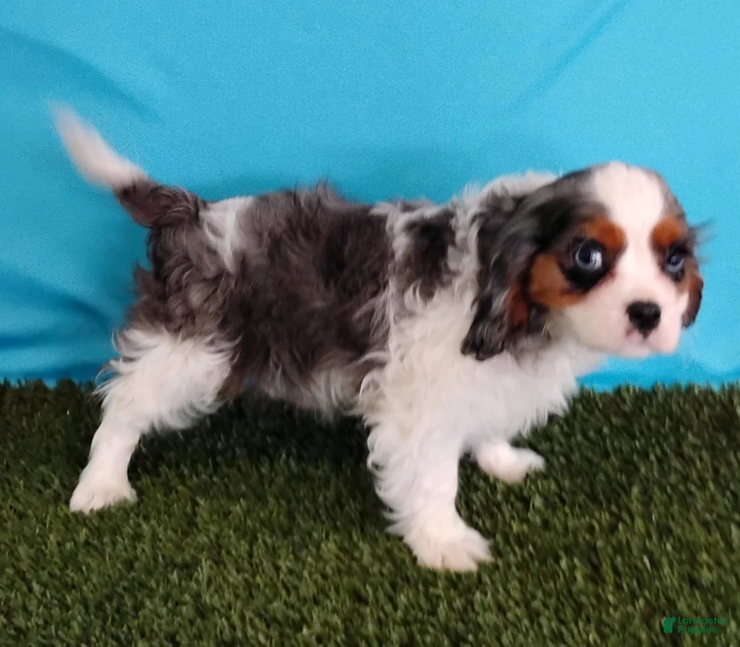 Cavalier King Charles Spaniel dogs for sale: Paxton - Ad 3