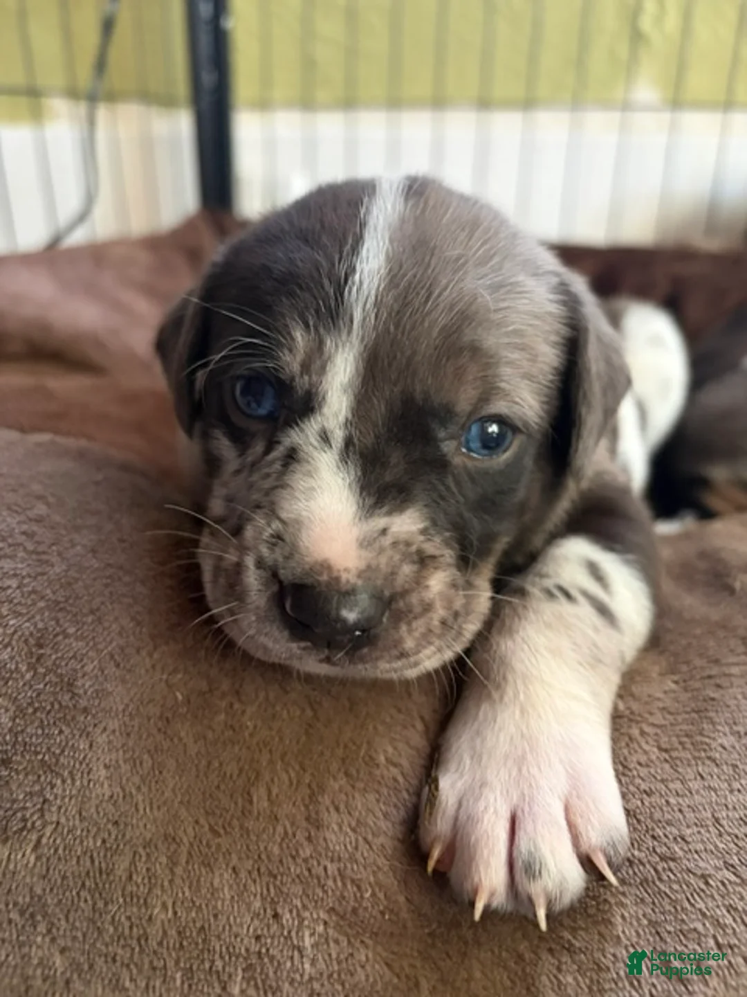 Catahoula Leopard Dog dogs for sale: Ash - Ad 1