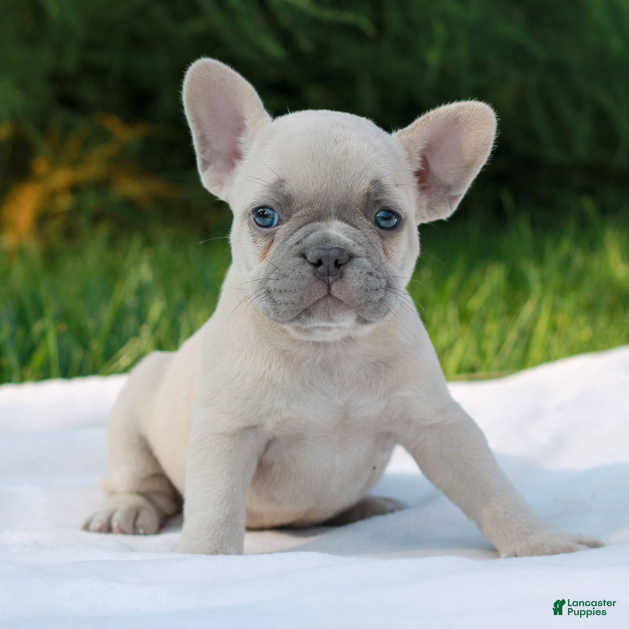 French Bulldog dogs Lindie - Ad 1