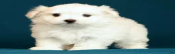 Maltese dogs for sale: Luke - Ad 7