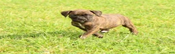 Boxer dogs for sale: Midnight - Ad 1