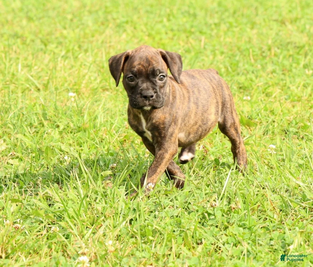 Boxer dogs for sale: Midnight - Ad 1