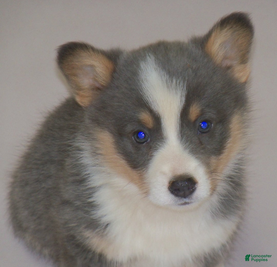 Welsh Corgi Pembroke dogs for sale: Danny - Ad 3