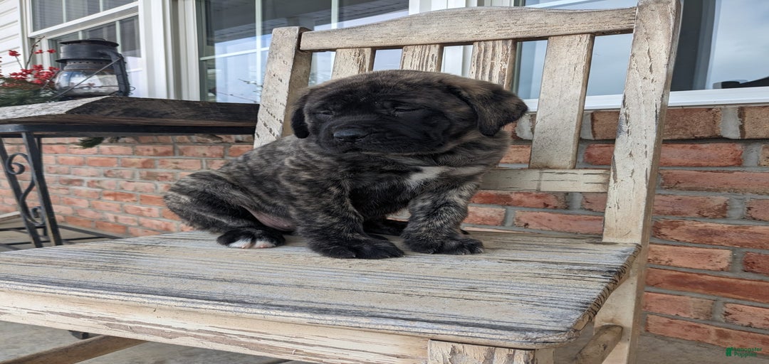 Gallery Image {{count}}