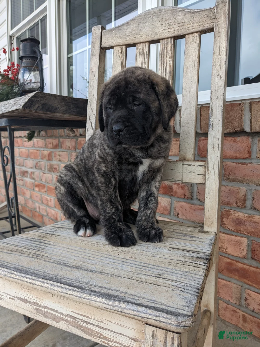 Gallery Image {{count}}