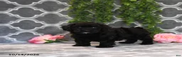Havapoo dogs for sale: Beth - Ad 5