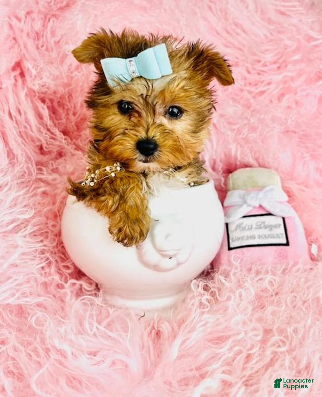 Yorkshire Terrier dogs for sale: Yorkshire Terrier Puppy 1 - Ad 3