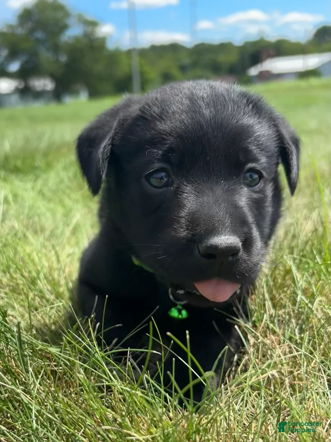 Labrador Retriever dogs for sale: Ivy - Ad 1