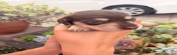 Miniature Dachshund dogs for sale: Miniature Dachshund 2 - Ad 6