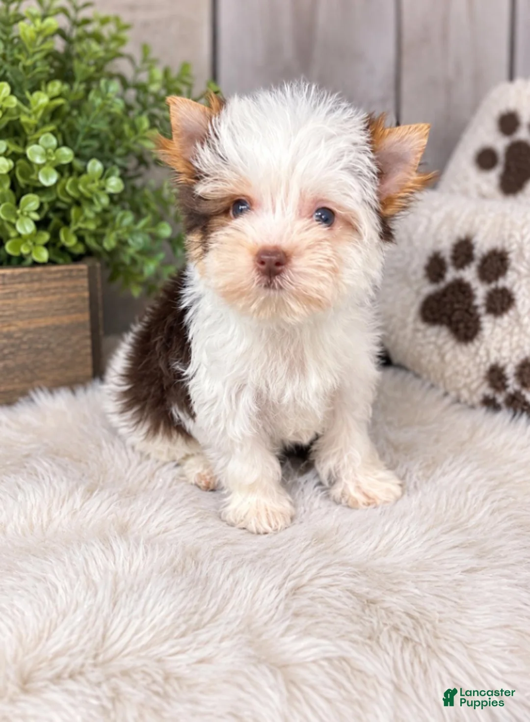 Yorkshire Terrier dogs for sale: Jack - Ad 7
