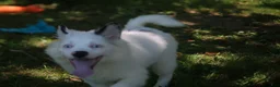 Pomsky dogs for sale: Prince - Ad 4
