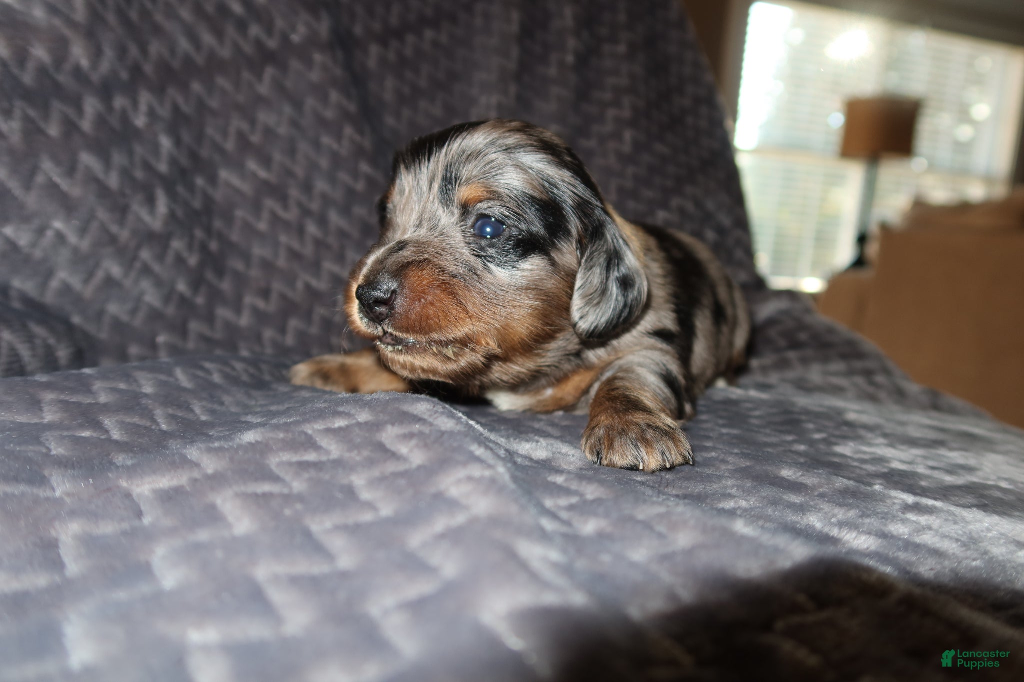 Dachshund dogs Dachshund Puppy 1 - Ad 13
