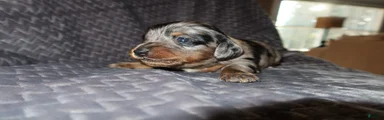 Dachshund Puppy 1
