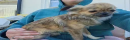 Chihuahua dogs for sale: Brayson  - Ad 5