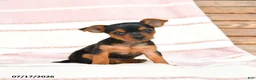 Yorkshire Terrier dogs for sale: Qwirkle - Ad 1