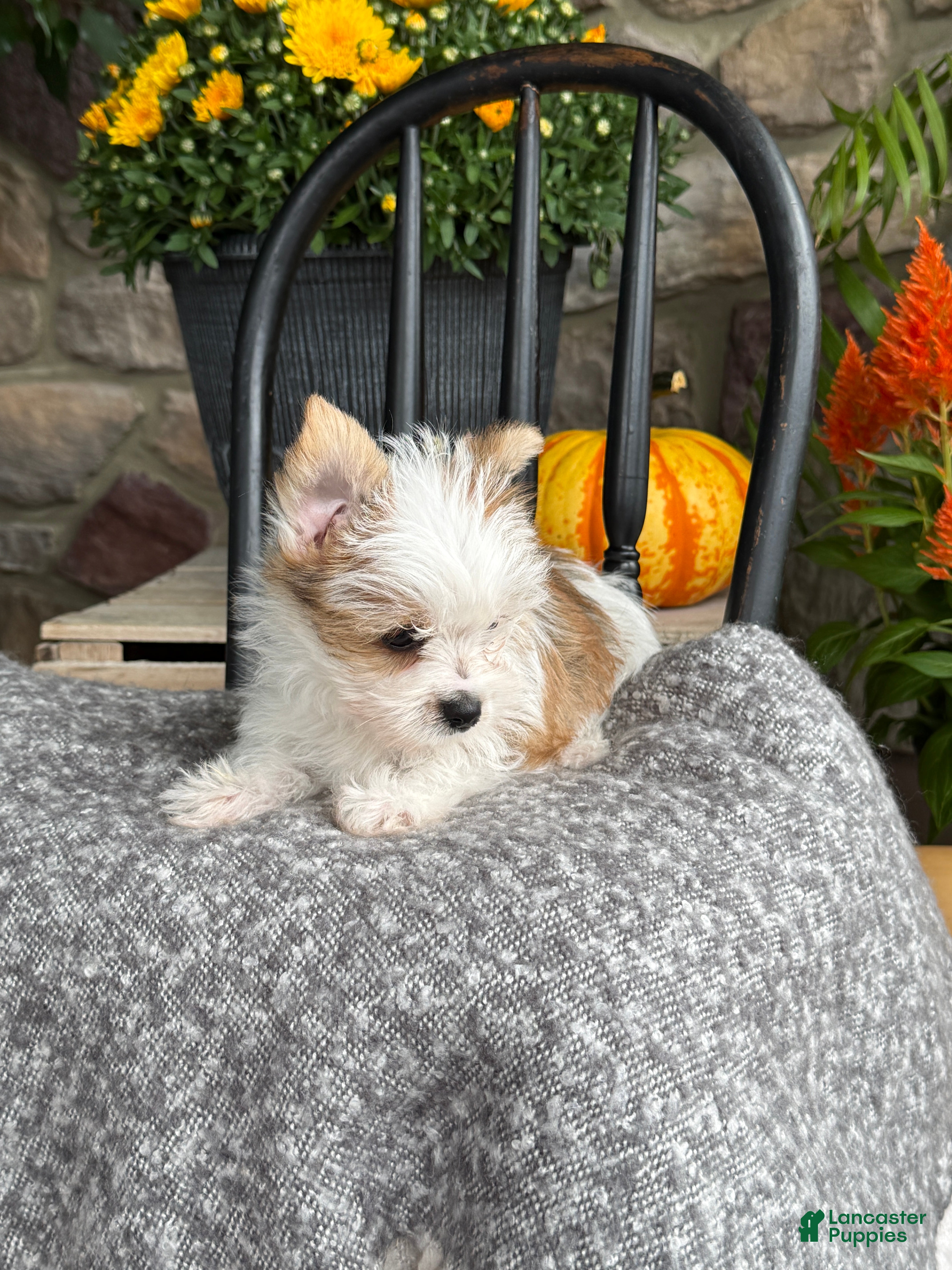 Yorkshire Terrier dogs Talaney - Ad 2