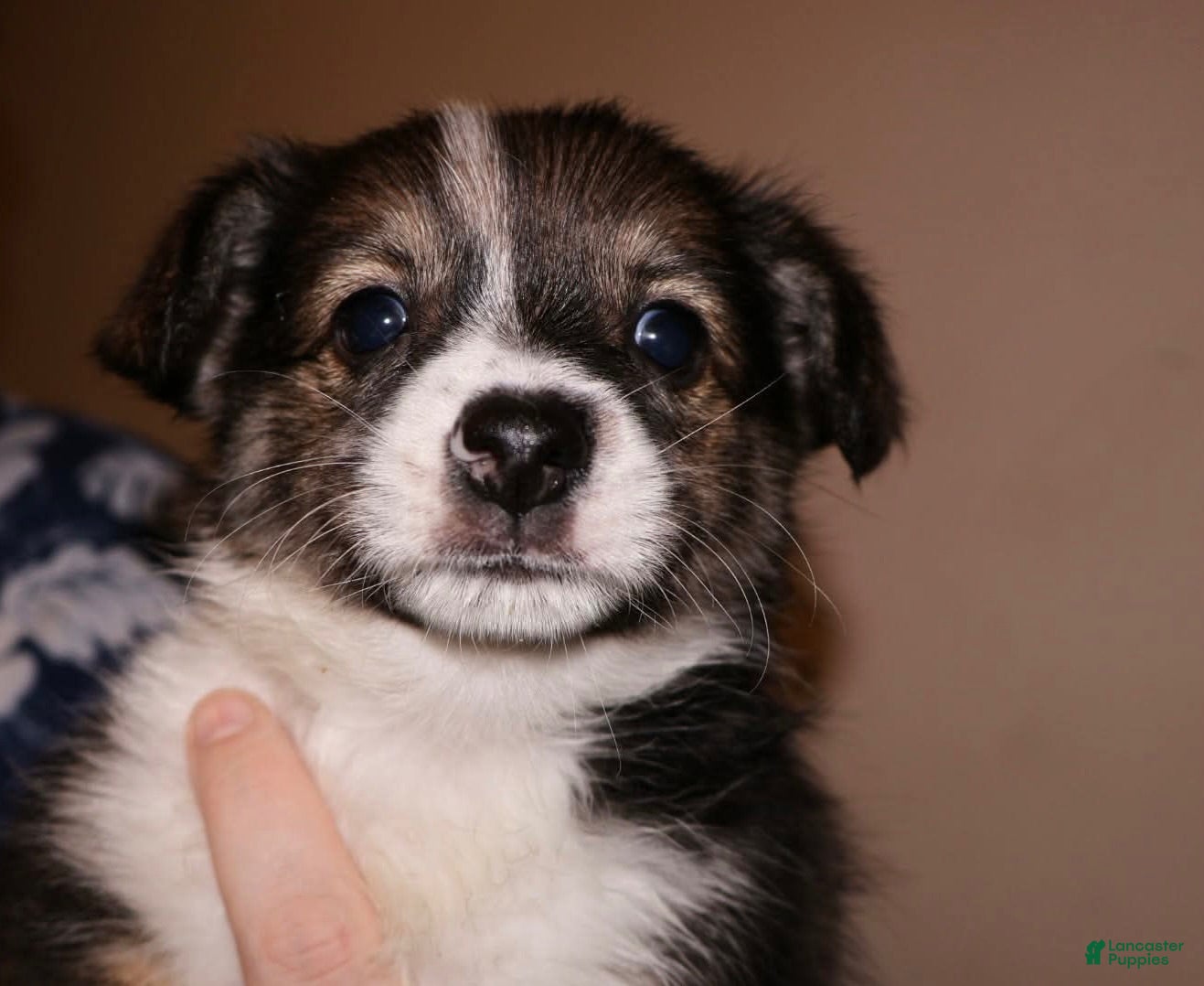 Mixed Breed dogs Rey - Ad 15