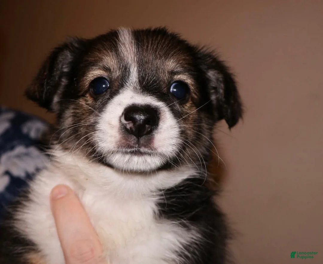 Mixed Breed dogs for sale: Rey - Ad 1