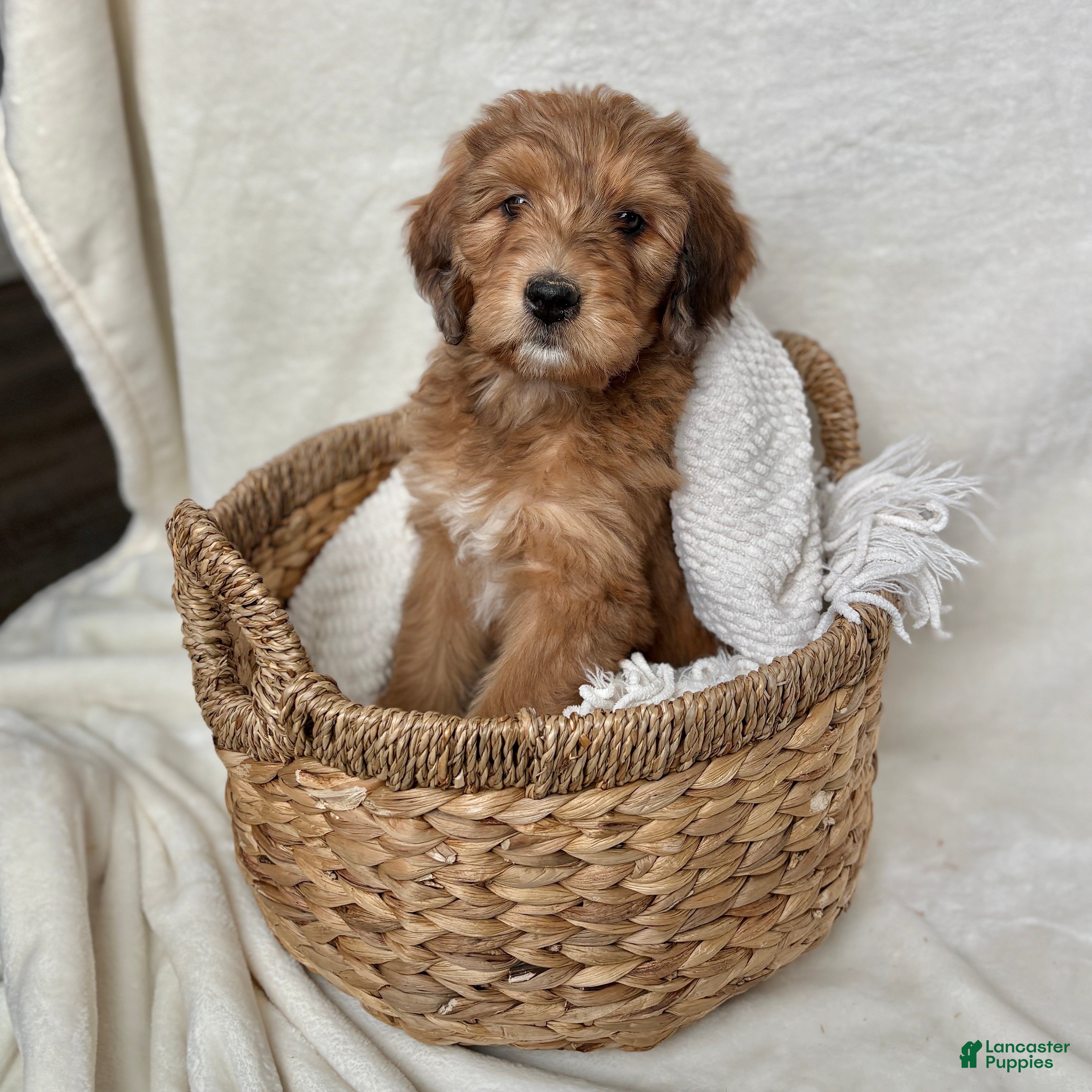 Bernedoodle dogs Coco - Ad 38