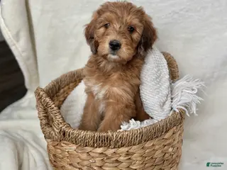 Bernedoodle dogs Coco - Ad 38