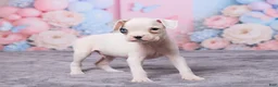 Boxer dogs for sale: Ryder - Ad 4