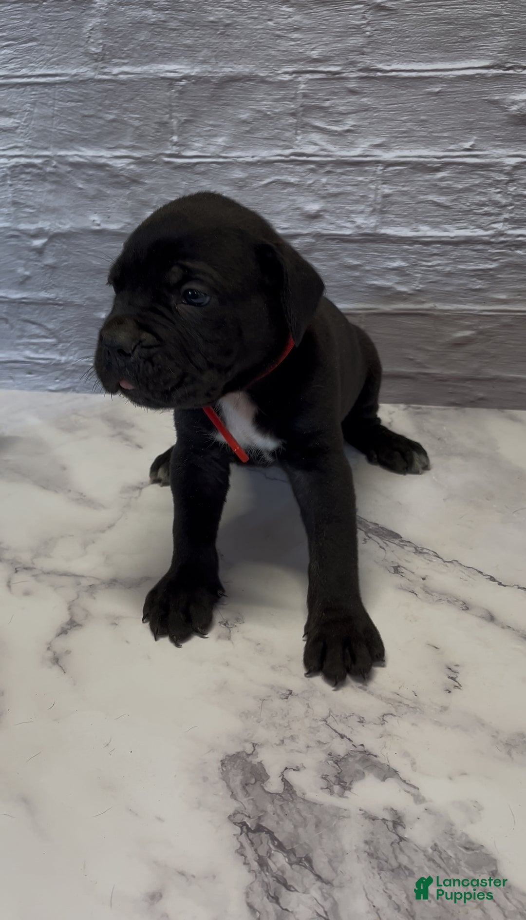 Cane Corso dogs for sale:  AKC-Primo - Ad 2