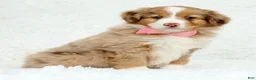 Australian Shepherd dogs for sale: Quinn - Ad 3