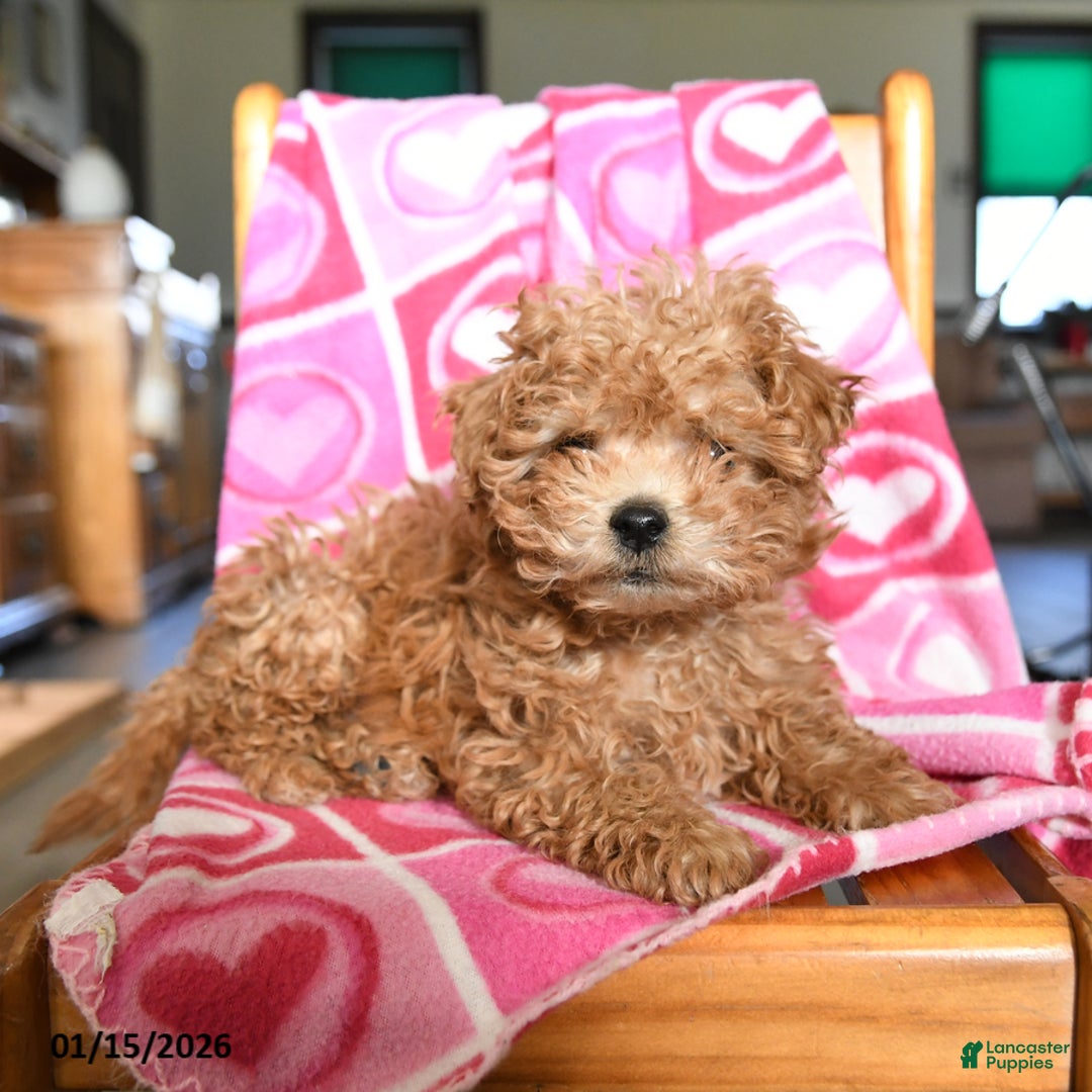 Bichpoo dogs for sale: Gizmo - Ad 3